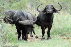 Afrikanischer Büffel (100 von 102).jpg